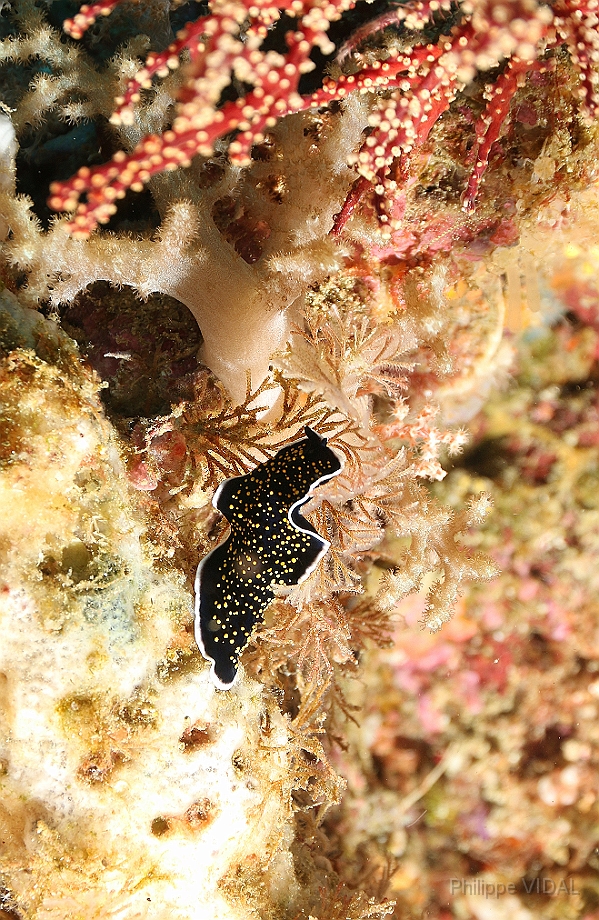 Raja Ampat 2016 - Thysanozoon sp1 - Undescripbed - Ver plat - IMG_4099_rc.jpg